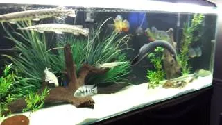 Showcase gars 400 gallon aquarium.