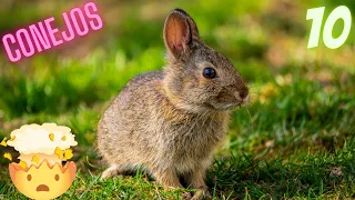 😲🤯10 CURIOUS Facts about (RABBITS) 🐇 YOU probably DON'T KNOW