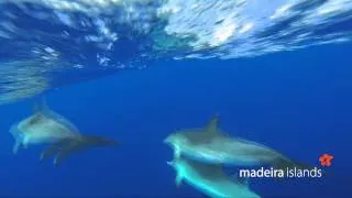 Whale and Dolphin watching in the Madeira Islands