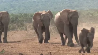 Graceful Giants Roaming the African Savannah: A Majestic Elephant Parade #elephants