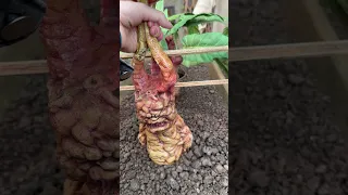 A Real Life Mandrake #short #harrypotter