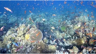 Komodo island underwater (4K, UHD)