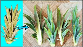 How to split pineapple crown/top to multiply it | Easy way for beginners