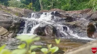 45 Minute nature sound relaxation with jungle sounds, rain forest sounds