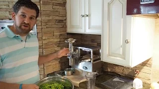 Juicing Moringa Leaves: Fresh Moringa Oleifera Leaves