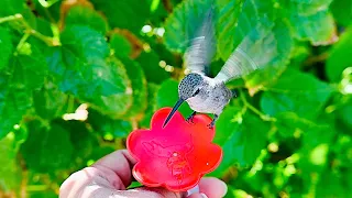 Feeding a female Costa's Hummingbird