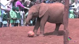 David Sheldrick Elephant Orphanage, Nairobi, Kenya