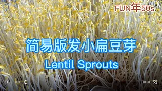 小扁豆芽 Lentil Sprouts 简单易发 营养丰富 健康美食