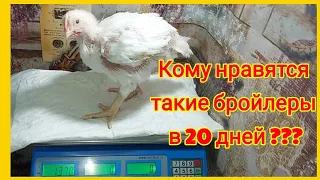 Все мои тонкости выращивания бройлеров зимой. Отличный вес в 20 дней!!!