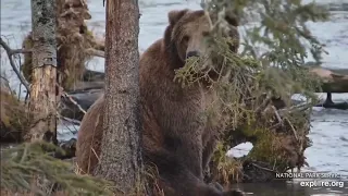 Bear 903 Gully - Sittin’ Like a Teddy - Has His Mother’s Eyes (128 Grazer) - 10/25/23 - EXPLORE.ORG