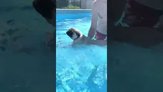 Pug swimming #shorts #puppy #pug