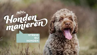 Hondenmanieren Q&A: Stress bij Honden met Hanneke Reitsma