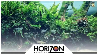 90cm 3ft Nature Aquarium Aquascape Cinematic (non co2)