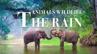 animals wildlife in the rain 4k - Wonderful wildlife movie with soothing music