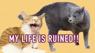 SECOND CAT INTRODUCTION WENT WRONG | Cute Cat talking like human | Cat singing