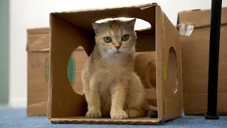 Box Maze For Cats