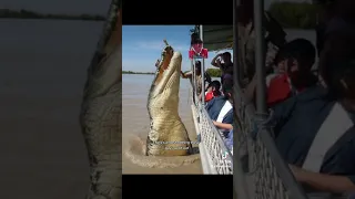 The LARGEST Crocodiles!
