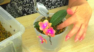 Mini orchids. Transfer from a peat glass directly to expanded clay.