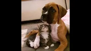 💖 Я тебя никому не отдам! 😺 Смешное видео с собаками, кошками и котятами! 🐕