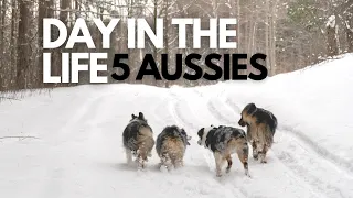 Day In The Life With 5 Australian Shepherds