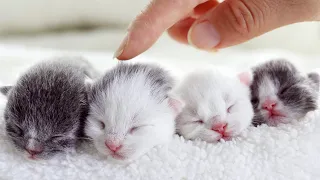 Kitten drinking breast milk and yawning to sleep, nibbling on her little paw, really cute!