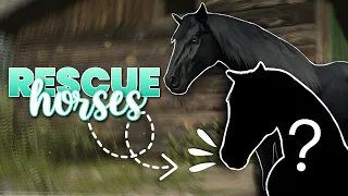 RESCUING HORSES 🐴 The Rift Wild Horse Rescue