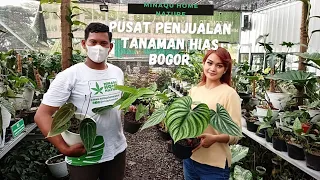 pusat penjualan tanaman hias di bogor|minaqu home nature #tanamanhiasmurah #tanamanhias #bogor