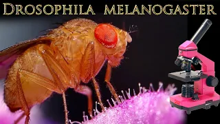 Drosophila melanogaster under the microscope