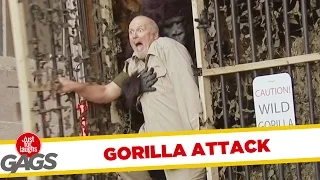 Wild Gorilla Attack