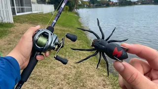 SNAKEHEAD Fishing INSANE Florida Ponds