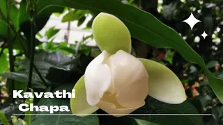 Kavathi Chapa |Magnolia Coco | Fragrant Flower Plant