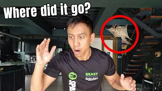 My New Pet Sugar Glider Escaped Its Cage | Vlog #1654