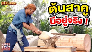 เพิ่งรู้วันนี้ ! ต้นสาคู ขนมหวานสุดหรอยจากพัทลุง HIGHLIGHT | SUPER100