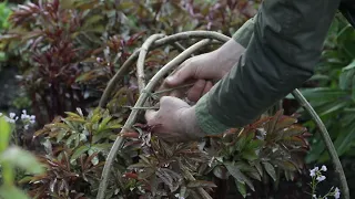 Peony supports | Troy Scott Smith from Sissinghurst explains how to stake peonies