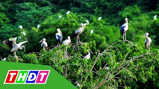 Những đàn chim ở vườn quốc gia Tràm Chim | THDT