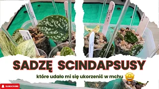 Przesadzam scindapsusy które udało mi się ukorzenić w mchu 🤩