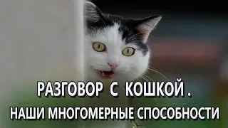 Разговор с кошкой.  Наши Многомерные Способности.