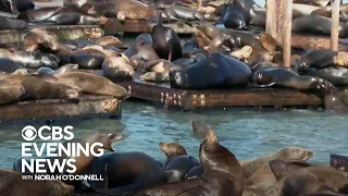 Anchovies behind surge of sea lions in San Francisco
