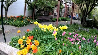 ⁴ᴷ⁶⁰ Walking NYC : 89th Street from Riverside Drive to Central Park Reservoir (April 28, 2019)