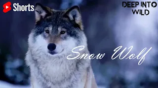 Majestic Winter Wildlife in 4K HDR 🐺 ❄ Artic Wolf, Fox.. #shorts #DeepIntoWild | Deep Into Wild |