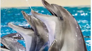 Dubai Dolphinarium Part 1