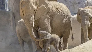 Baby Elephant Meets His Herd