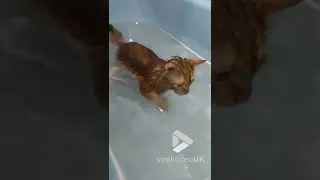 Ginger cat practices their swimming strokes in the bath || Viral Video UK