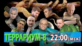 ТЕРРАРИУМ-8. СОТНИК-БАБЧЕНКО-МУЖДАБАЕВ, ПРИГОЖИН-КАДЫРОВ-ГЕРАСИМОВ-ШОЙГУ