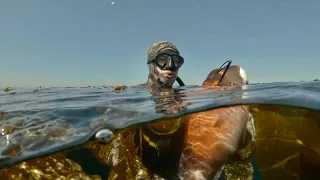Southern California Winter Spearfishing - Harvesting Sheepshead, Rockfish, and Lobsters