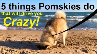 5 annoying things Pomskies do  (five funny things that will drive Pomsky owners crazy)