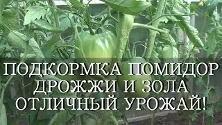 ПОДКОРМКА ПОМИДОР ДРОЖЖИ И ЗОЛА ОТЛИЧНЫЙ УРОЖАЙ!