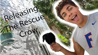 Releasing a Rescue Crow!