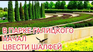 Россия. Краснодар. В парке Галицкого начал цвести шалфей. 27 апреля 2024 год.