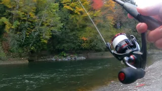 Snagged coho salmon VS Shimano Vanford 2500